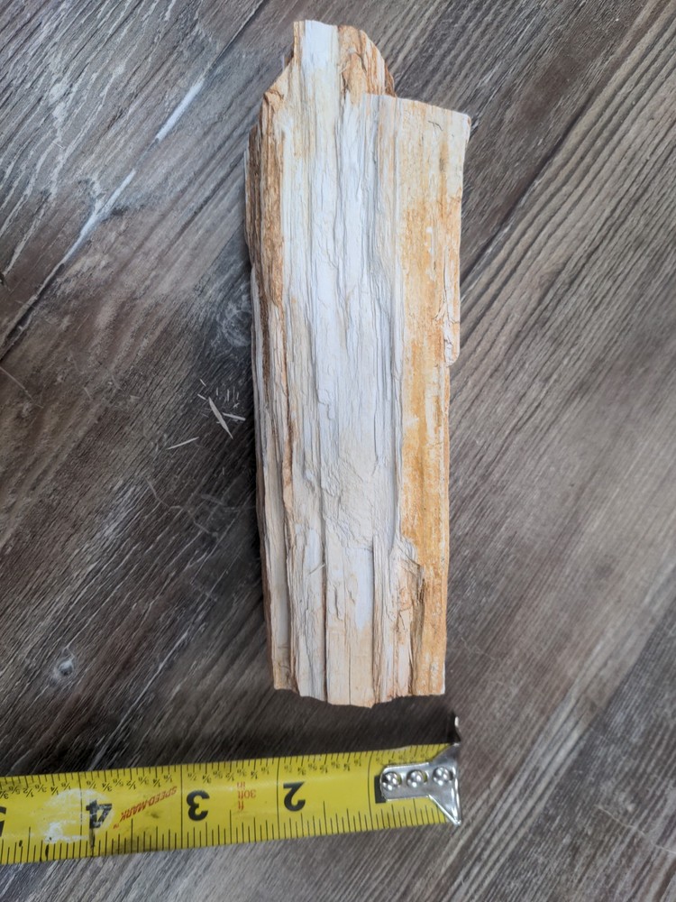 Petrified Wood North Texas