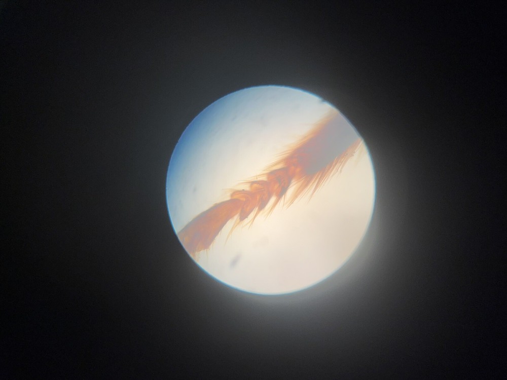 Vintage Graf Apsco Microscope with working Light c.1946