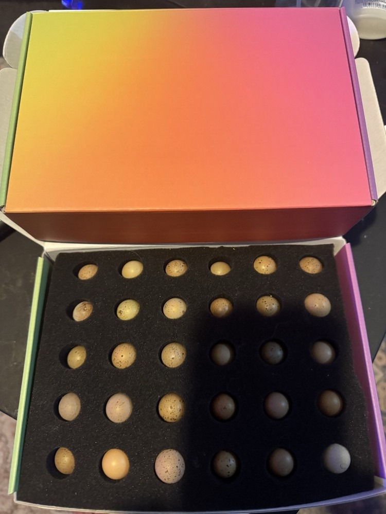 40+ Button Quail Hatching Eggs Multiple Colors