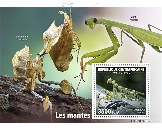 Mantis insect