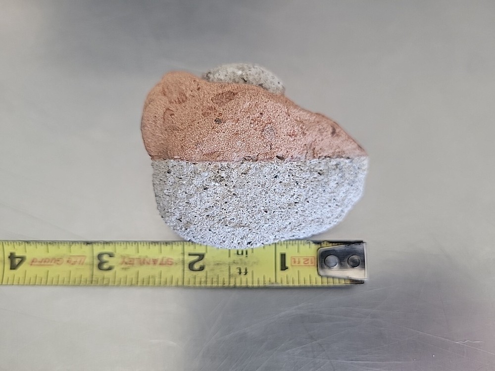 Fossilized Rock Stone Sedimentary Possible Shell Or Egg Unique