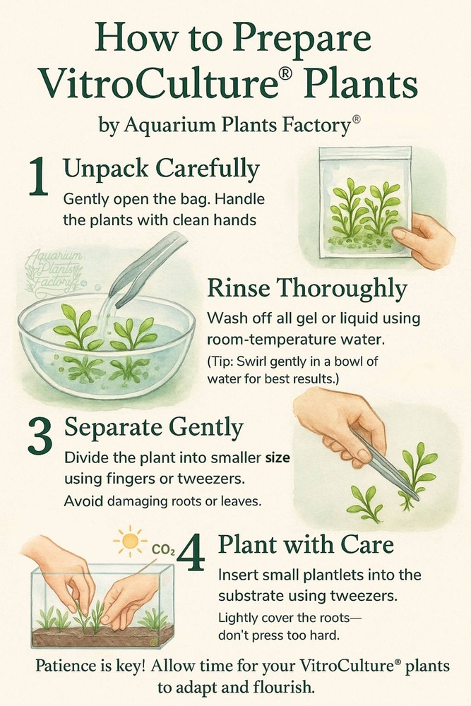 Rotala Wayanad Vitro Culture