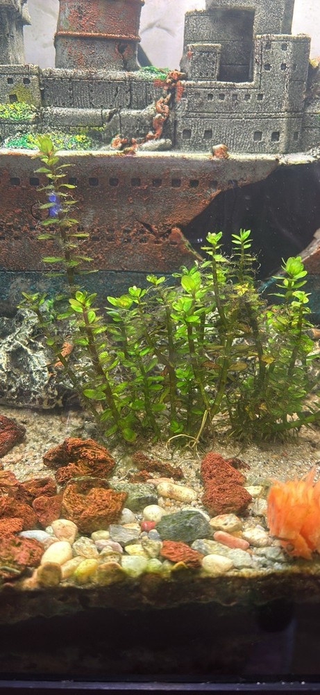 Beginner aquarium plant bundle