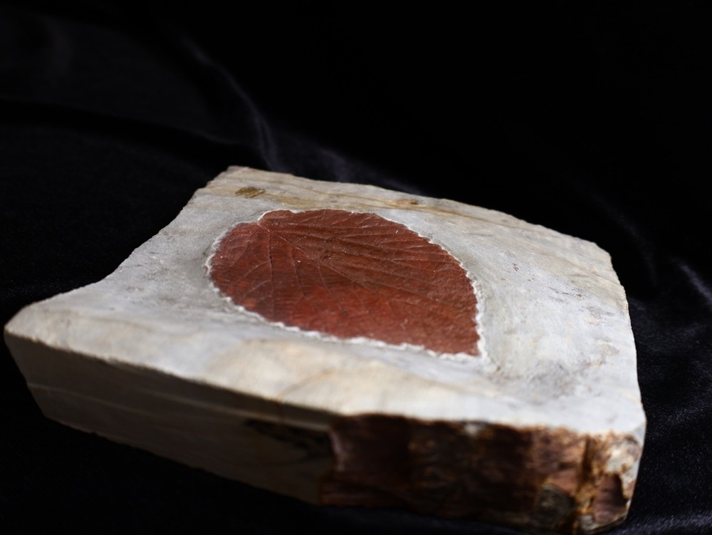 Gorgeous Leaf Fossil, Glendive, Montana