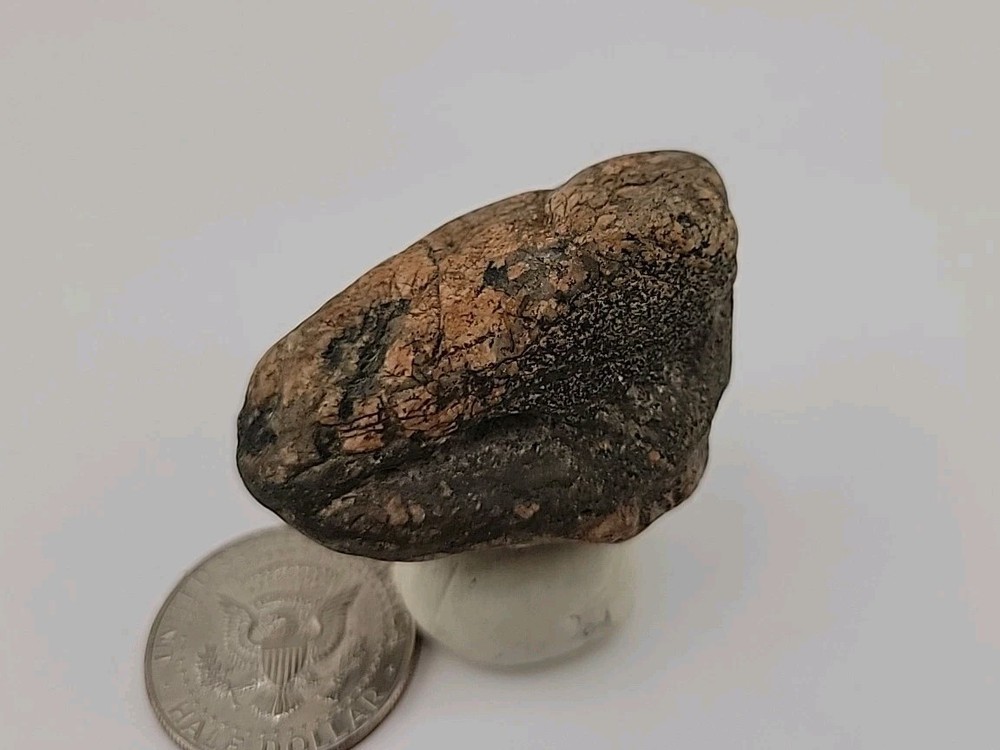 Real Permineralized Bird Egg Fossil