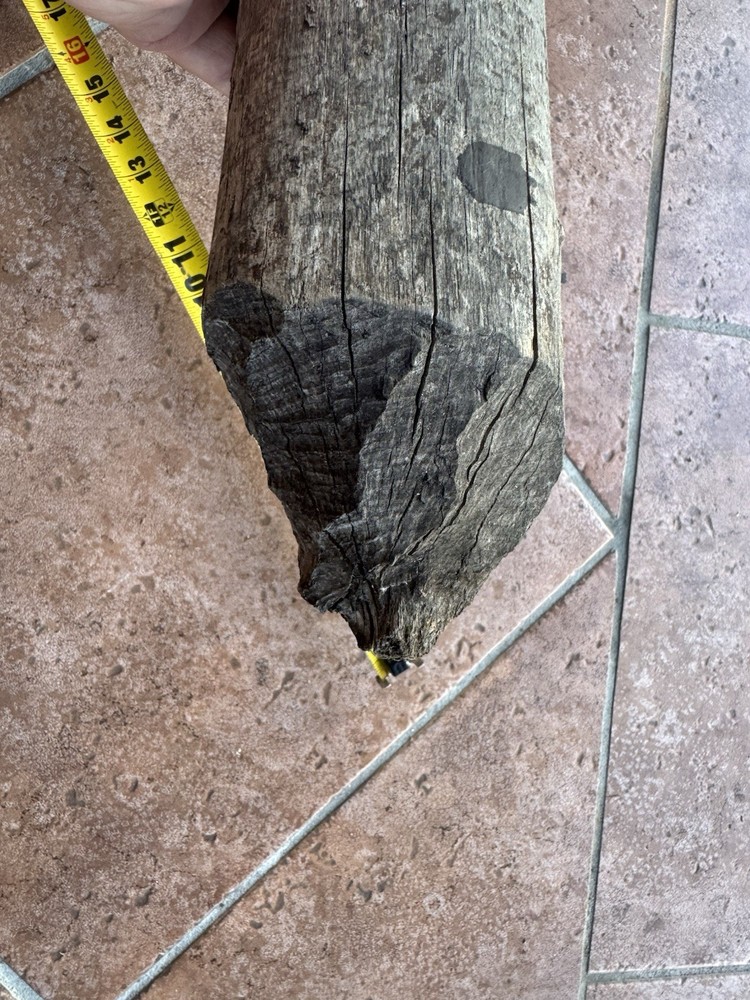 Beaver Stick Chewed Visible Teeth Marks