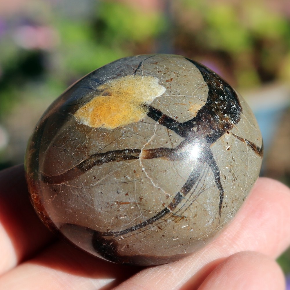 Polished Septarian Nodule (SEP21)