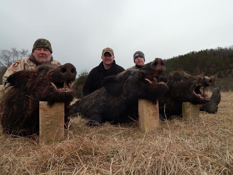 Semi Guided Wild Hog Hunts In Oklahoma