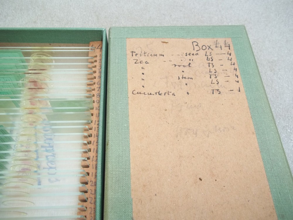 Vintage Glass Microscope Slides -