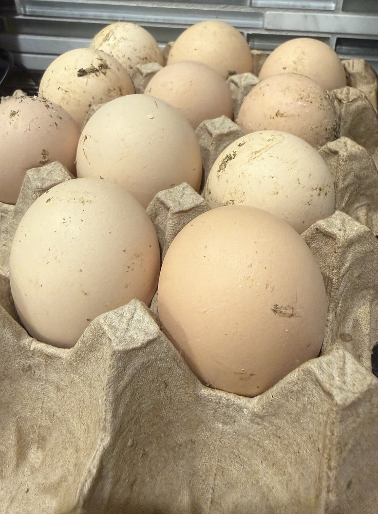 6 + American Bresse Hatching Eggs