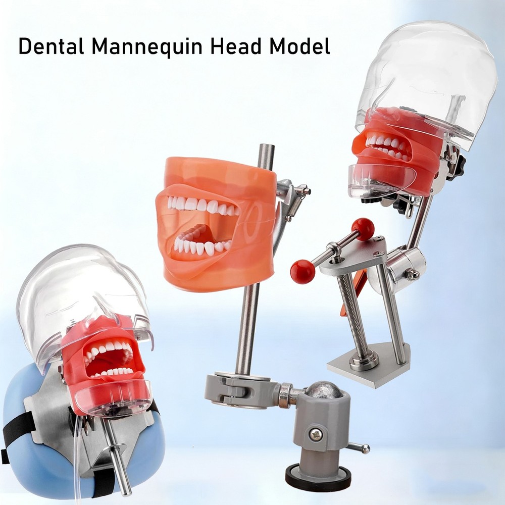 Dental Simulator Mannequin Head Teeth Model Typodont Model &Teeth Mount Pole US