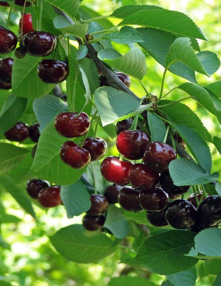 2 Black Cherry (Prunus serotina) Tree Bare-root