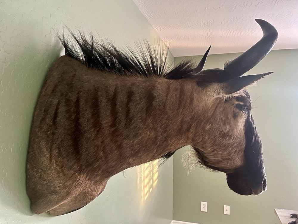 Blue Wildebeest Taxidermy Shoulder Mount
