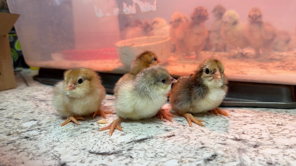 Whiting True Blue Hatching Eggs - x12+plus extras