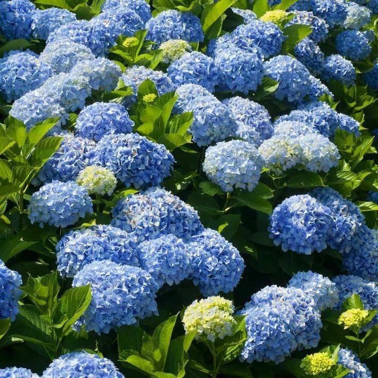 Nikko Blue Hydrangea 25 Plants per bundle Bare-Root 6''-12'' Heigh