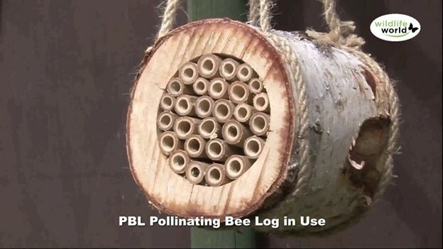 Pollinating Bee Log