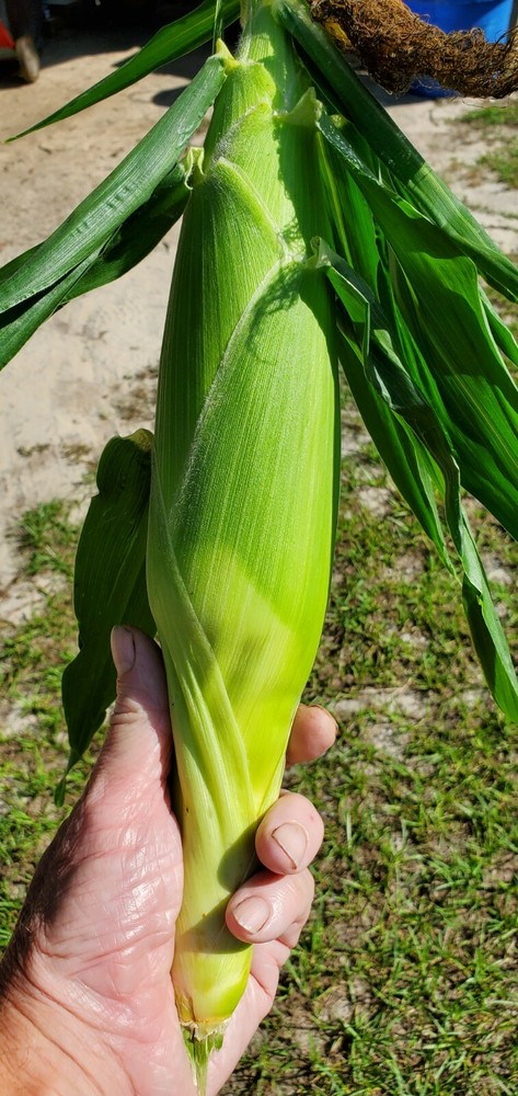 1/4 Pound G90 Sweet Corn Seeds
