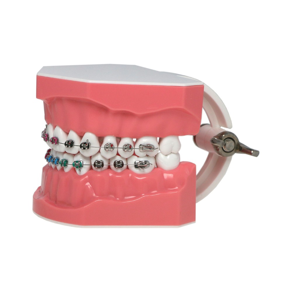 Dental 1:1 Orth Typodont Teeth Model with Brackets Brushing Flossing Practice