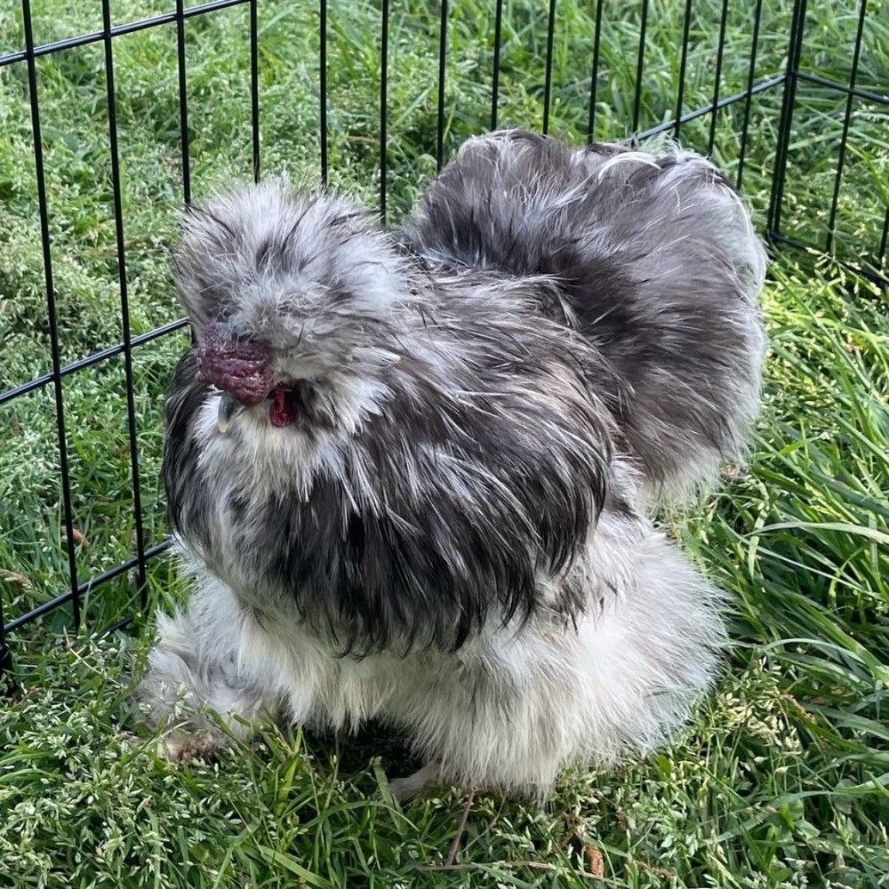 6 quality Silkie Hatching Eggs