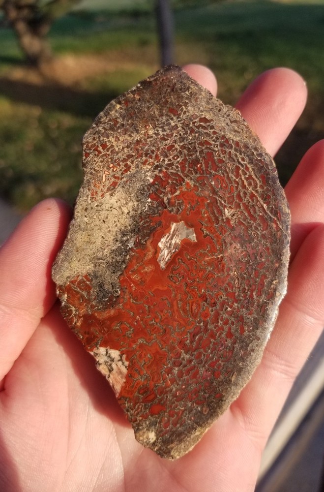Great Red Deep Cell Agatized Dinosaur Gem Bone Polished Slab Specimen Display
