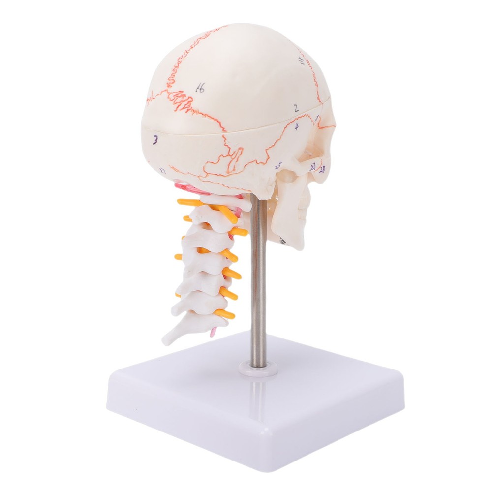 1/2 Skull With Cervical Spine & Brain Teaching Display Model