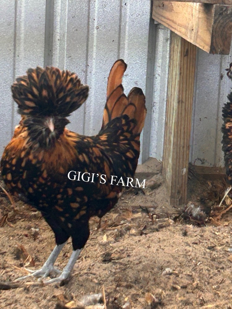 12 💕TOTAL -pure Golden Laced Polish Eggs