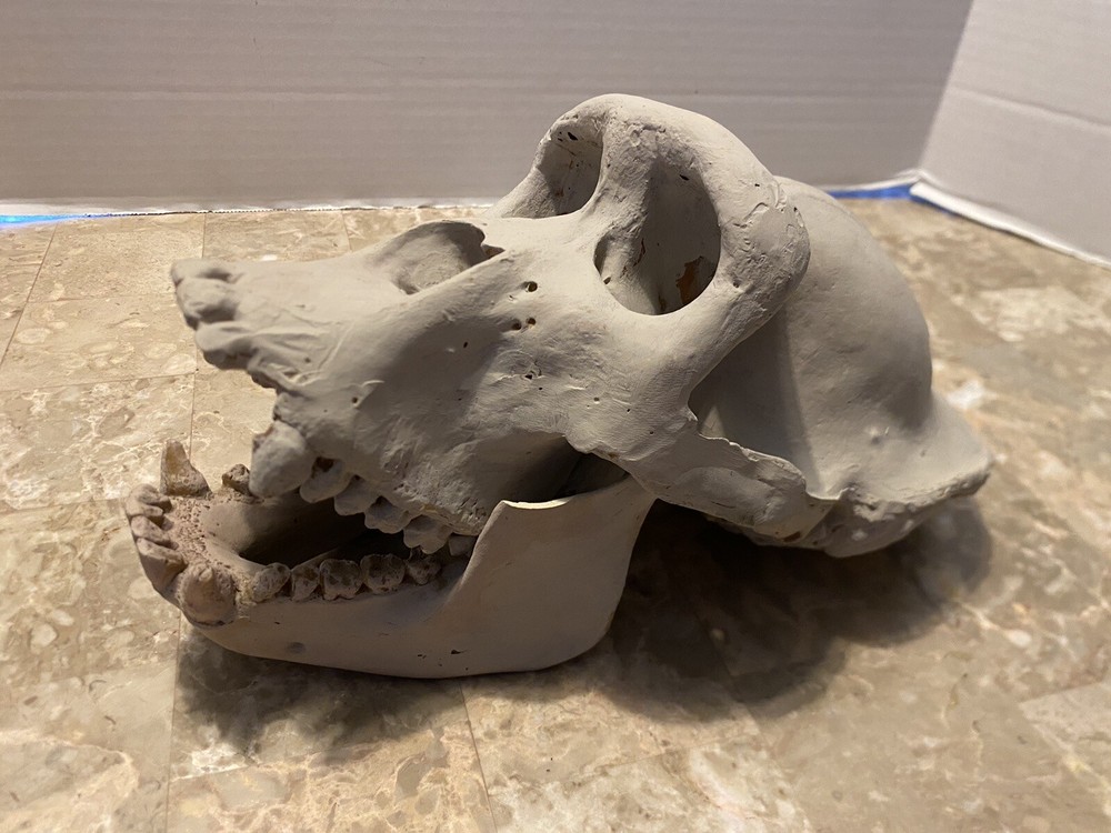 Gorilla Skull Replica Skull Large Cast Model Two Piece
