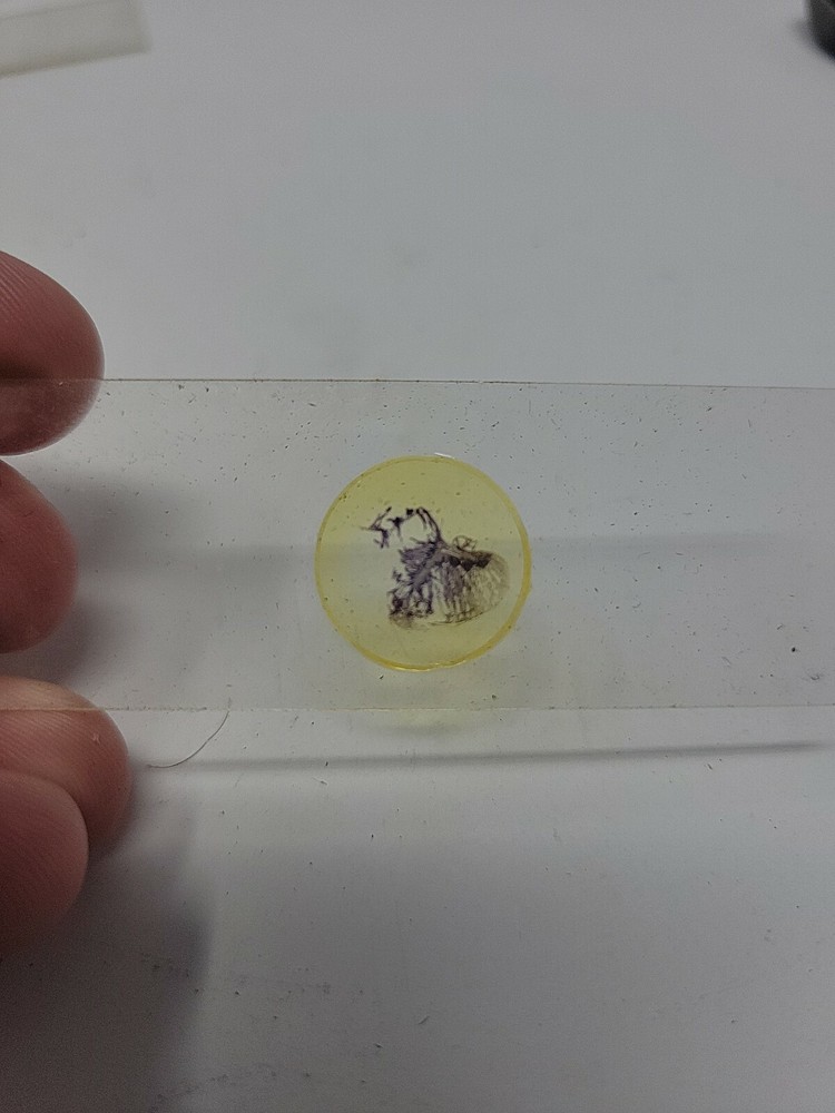 Vintage Microscope Slide 1941