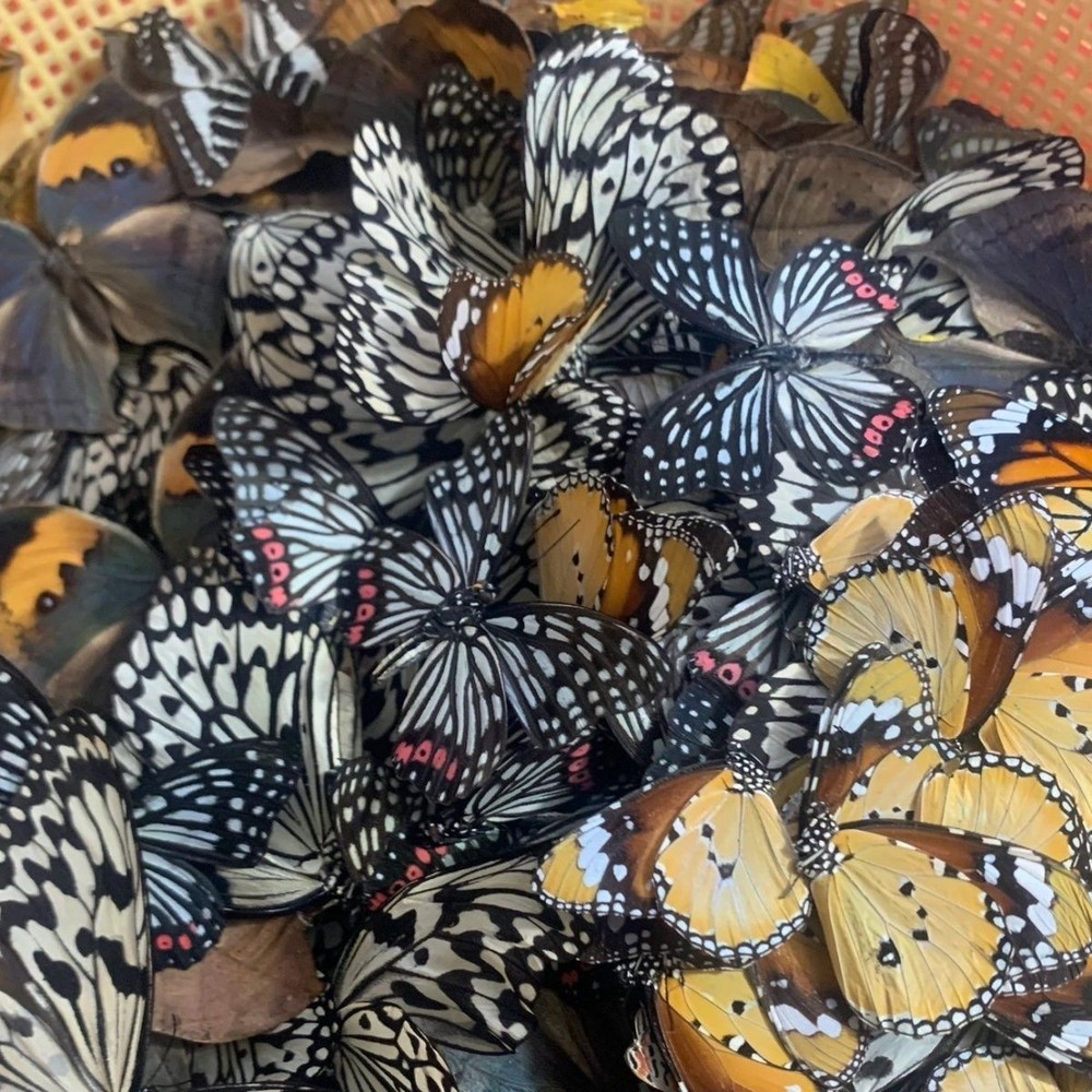 10 Assorted Unspread Butterfly Specimens Blind Box DIY Craft Pack