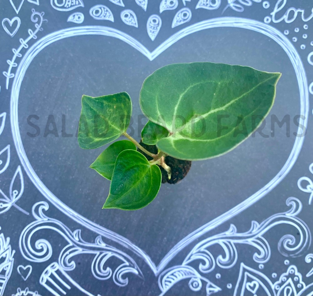 Anthurium clarinervium starter plant