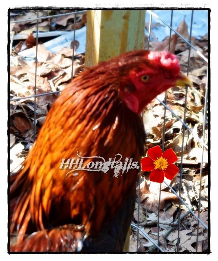 6 ASSORTED longtail Chicken hatching eggs L@@K!