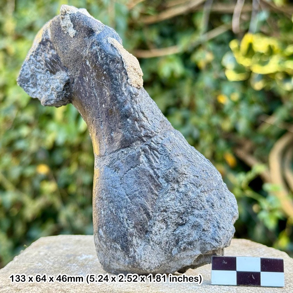 Authentic sauropod dinosaur bone fossil – jurassic morrison formation –