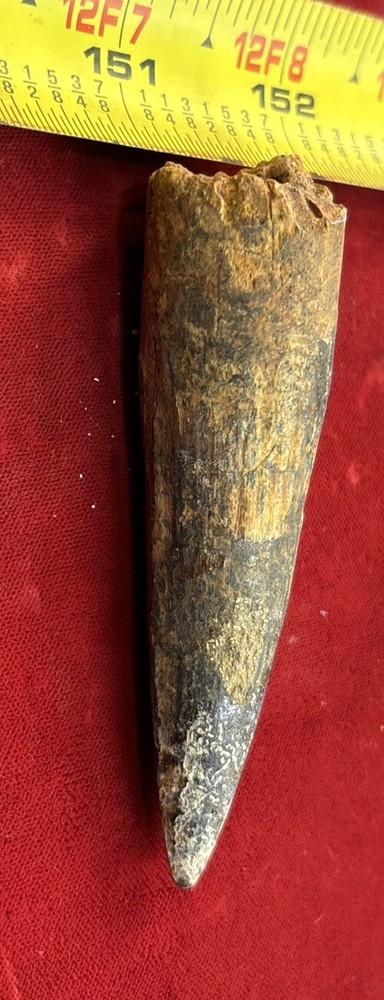 3 1/8 inch spinosaurus tooth