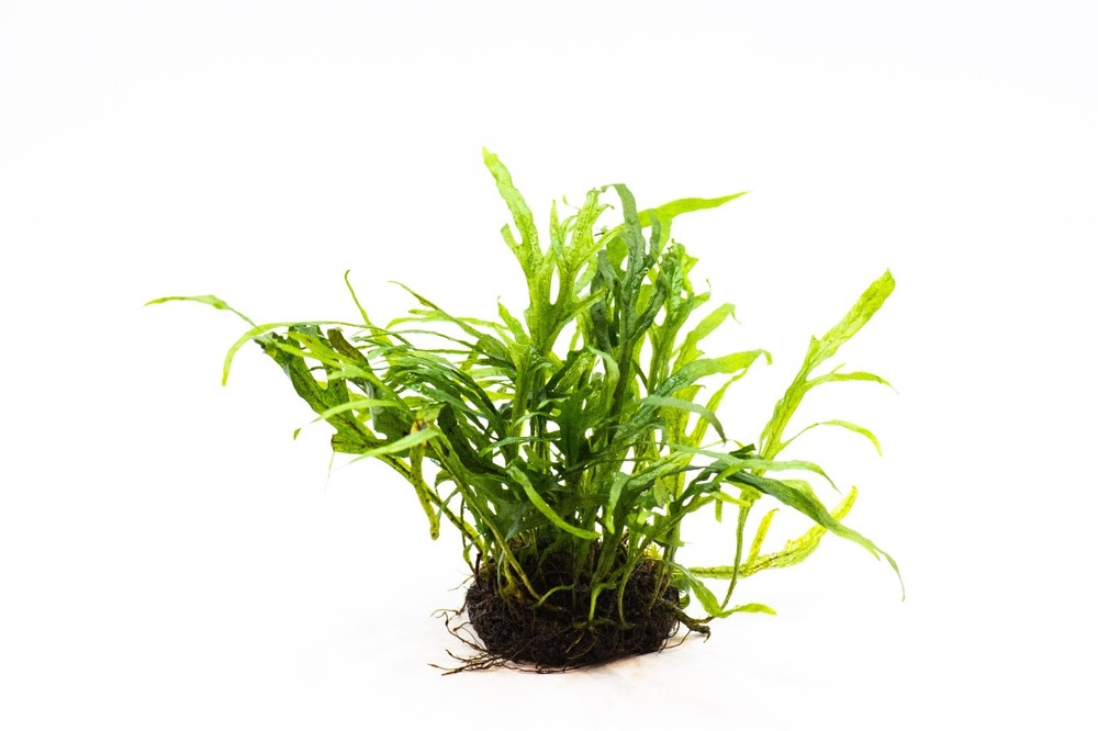 Java Fern 'Trident' – Live Aquarium Plant on Nutripad
