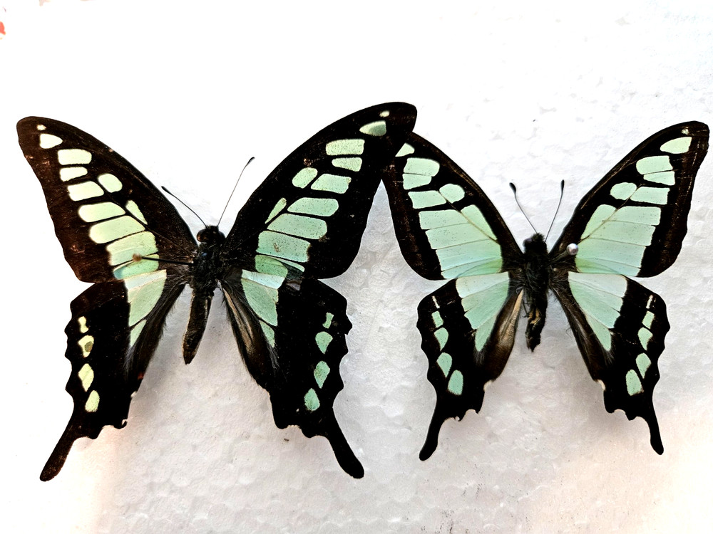Graphium cloanthus Pair - Two Pristine A1 Unmounted Specimens from Tibet