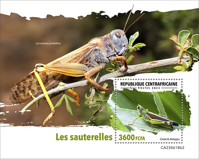 Grasshoppers