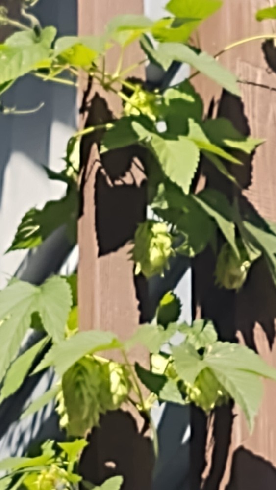 Hop rhizomes (Cascade,Chinook,Comet)