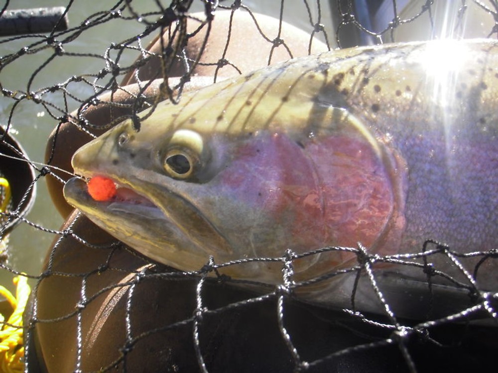 GLO BUG EGG+++U-PICK COLOR/SIZE+++(per 12)