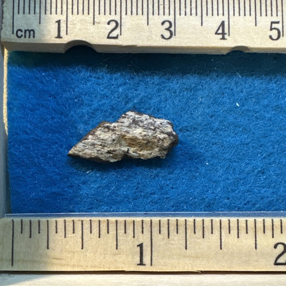 Hypacrosaurus Duckbill Extinct Dinosaur Bone Fossil with Display Case
