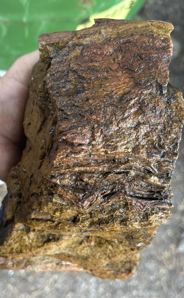 Colorful petrified wood