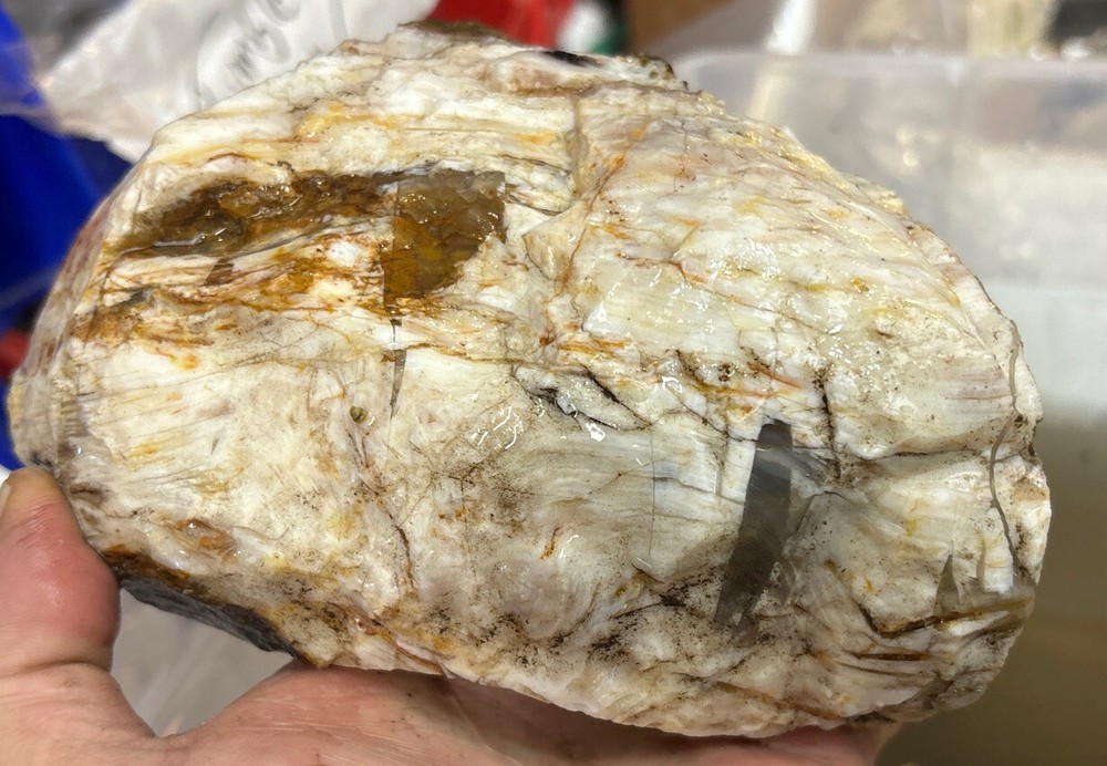 Silver Creek Junction petrified wood