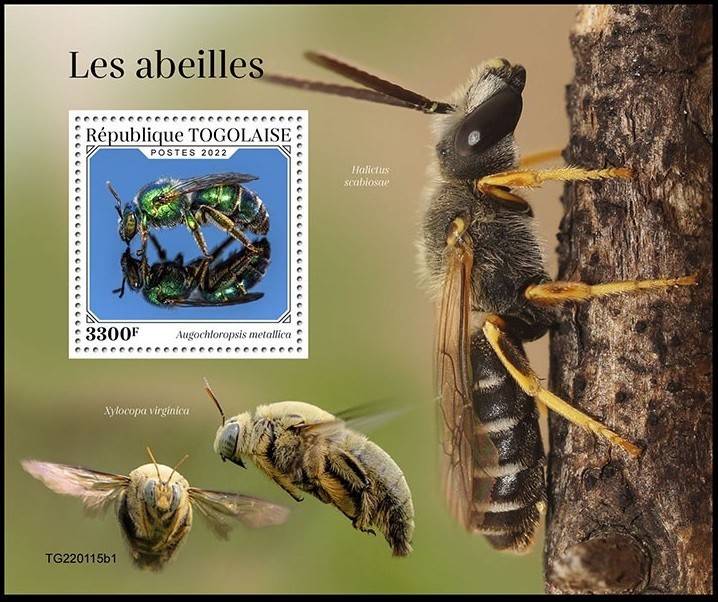 TOGO 2022 INSECTS BEES