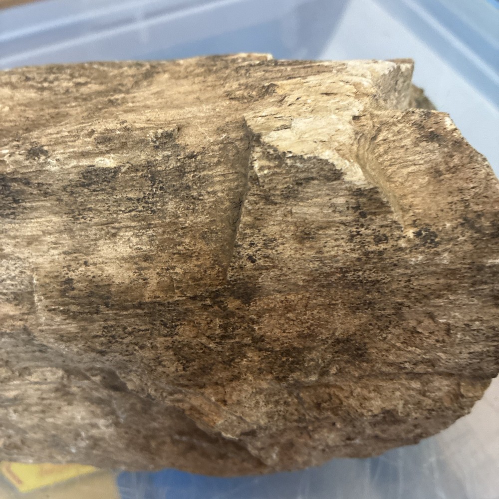 petrified wood rough