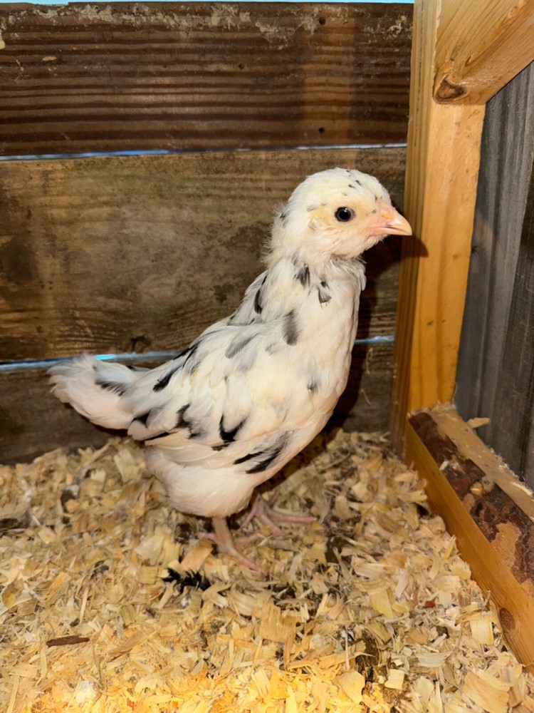 8 Ermine Ameracana Hatching Eggs beautiful blue eggs