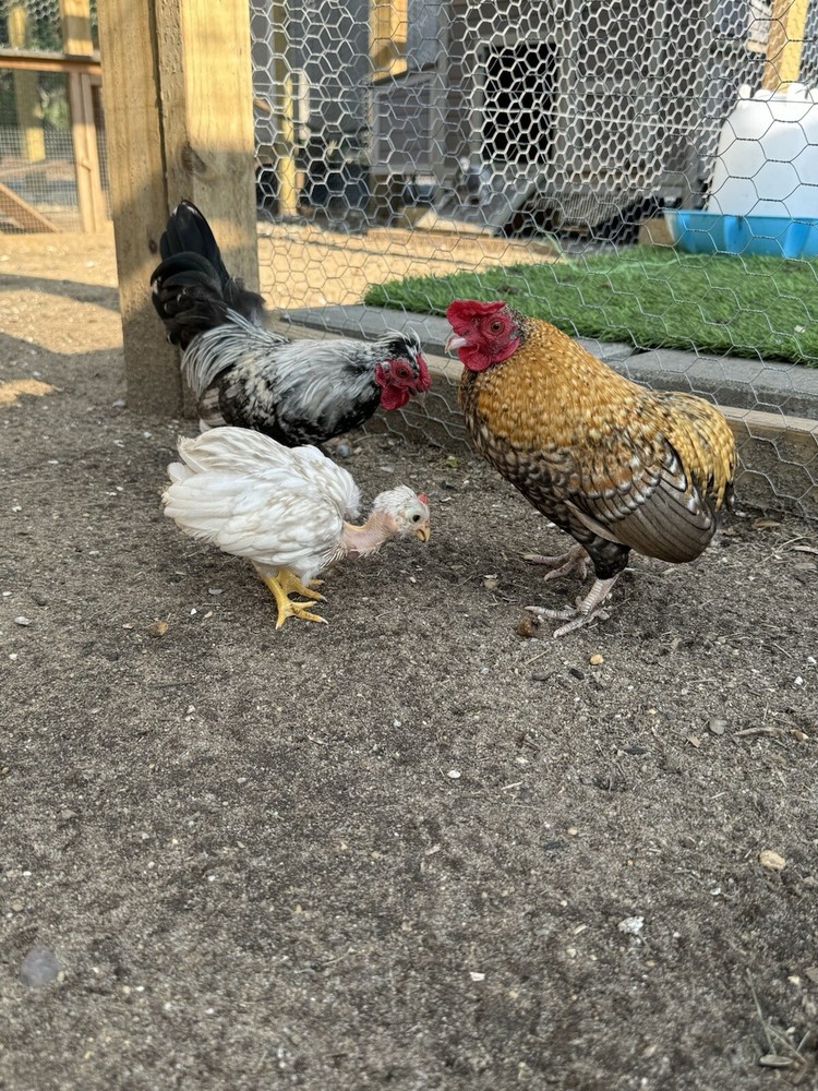 Kikiriki Bantam Hatching Eggs 8++