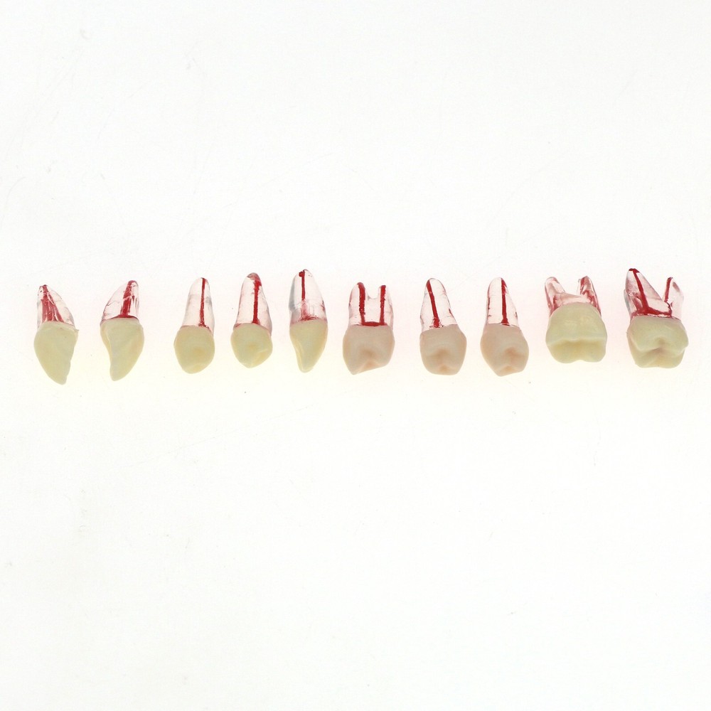 10 Size Dental Root Canal Practice Model Teeth for Pulp Study RCT Endo File