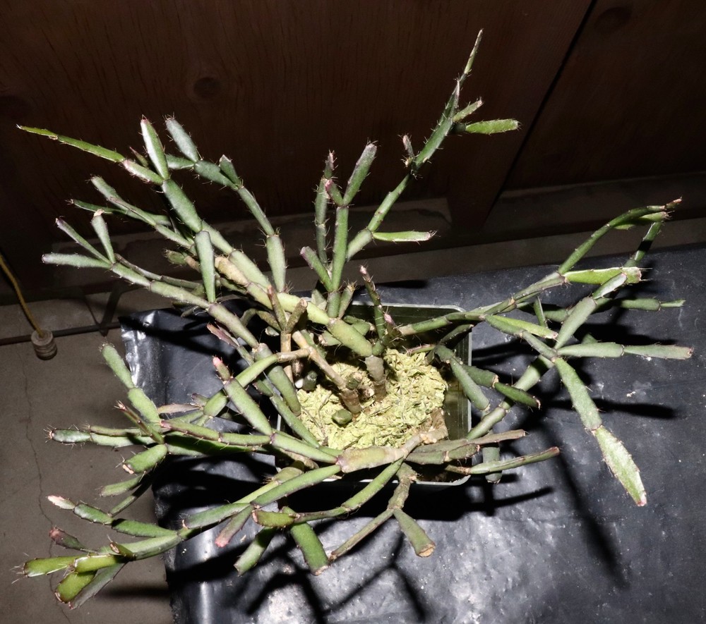Hatiora rosea Excellent clone, established RC