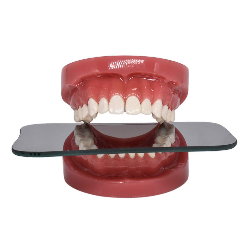 1 Piece Dental Typodont Standard Teeth Model for Teaching Practice Demonstration