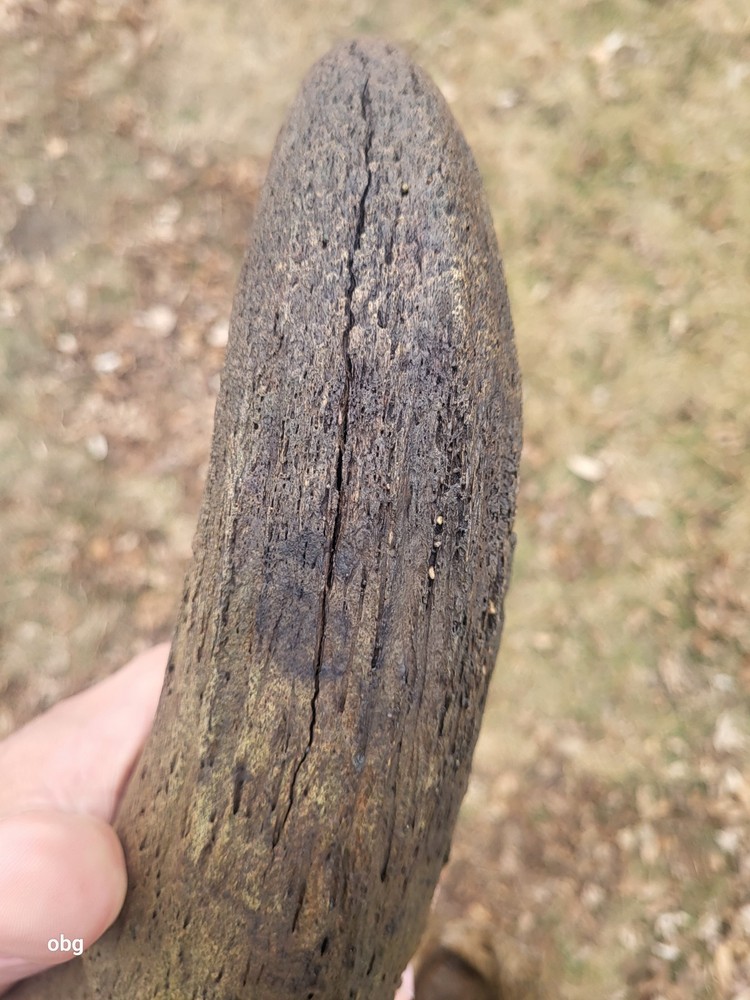 Historic Large Bison Horn Core Partial Skull river find