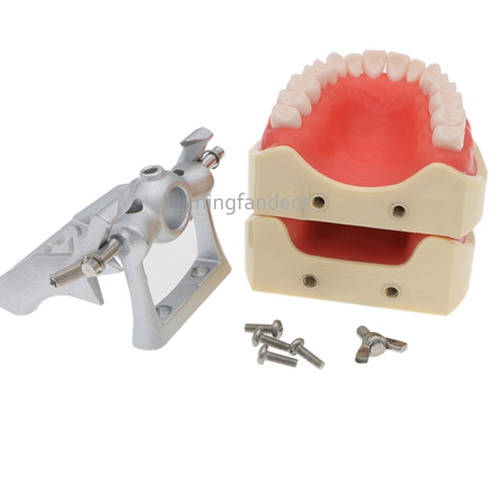 US Dental Mounting pole 32 typodont teeth Kilgore nissin 200 Replace Teeth Model